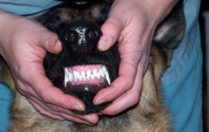 У щенка двадцать восемь молочных зубов