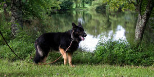 Собака возле реки