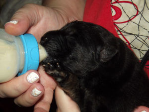 Покормите щенка козьем молоком, если у матери нет