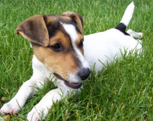 Основной окрас собаки - белый, с рыжими и черными пятнами