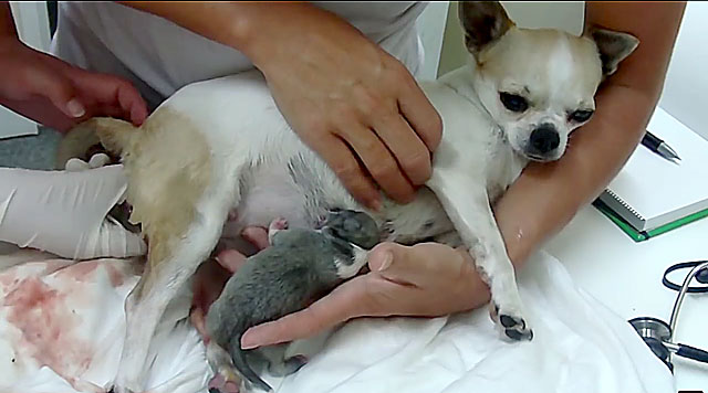 Сроки беременности собаки породы чихуахуа