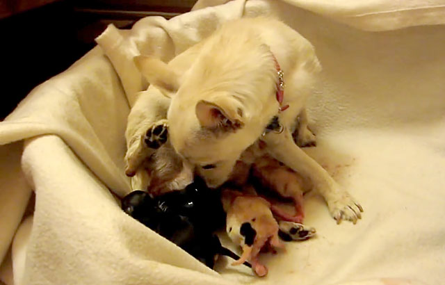 Сроки беременности собаки породы чихуахуа