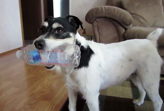 Собака с пластиковой бутылкой