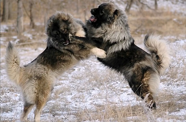 кавказская овчарка против волка