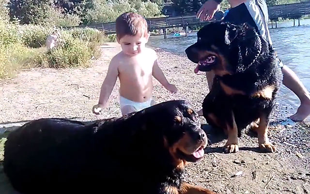 Собаки и ребенок на берегу речки