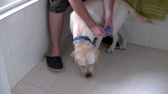 Шерсть собаки расчесывают с помощью массажной щетки