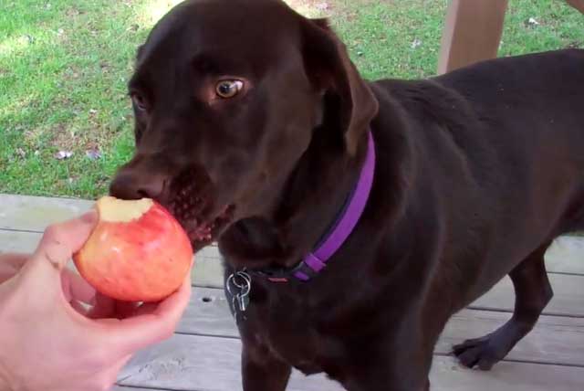 Яблоко для собак - лакомство
