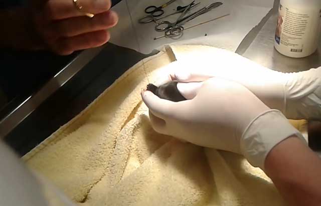 Обрезание хвоста хирургическим путем