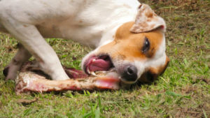 Взрослый джек-рассел-терьер ест то же, что и в щенячьем возрасте