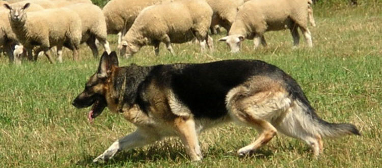 "Овчарка" - собака, находящаяся при овцах