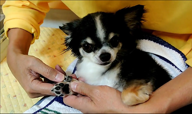 Стрижка когтей чихуахуа, Как подстригать ногти собаке чихуахуа видео