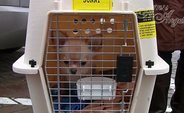 В контейнере собаку можно разместить со всеми удобствами