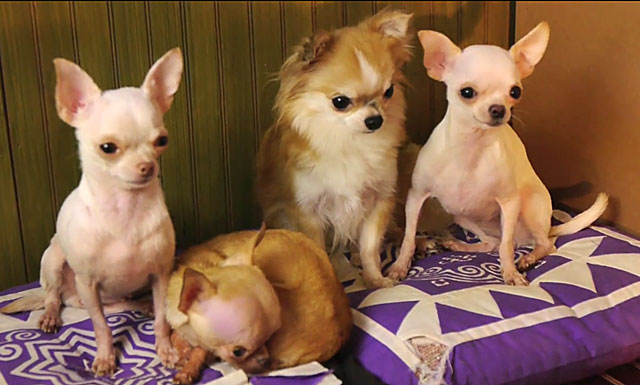 Прививки собаке породы чихуахуа: график и основные правила, Когда делать вторую прививку щенку чихуахуа