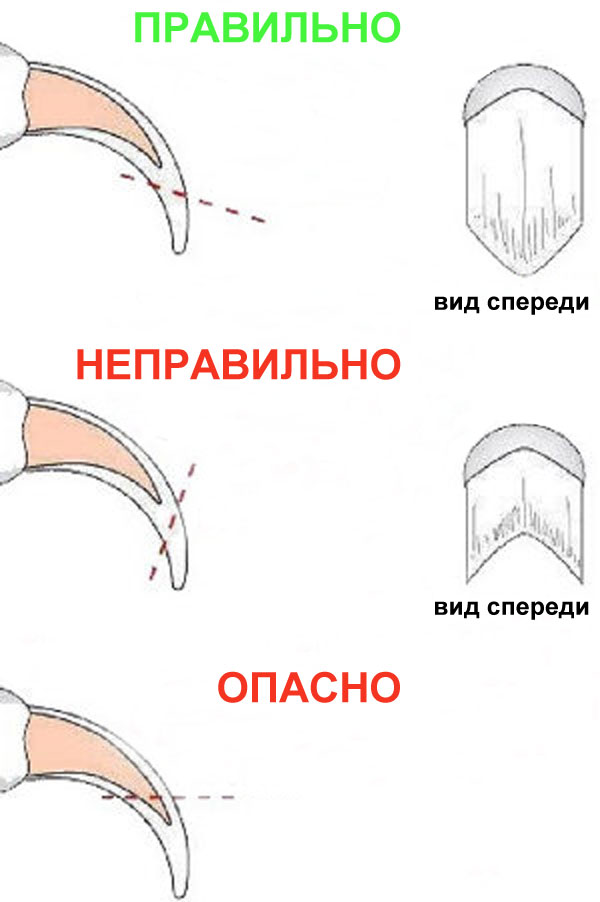 Стрижка когтей чихуахуа, Как подстричь ногти чихуахуа в домашних условиях видео
