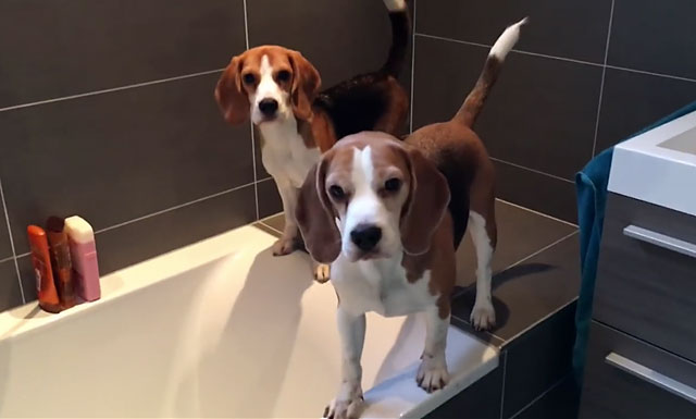 Две собаки в ванной