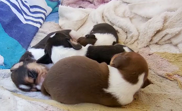 Спящие щенки