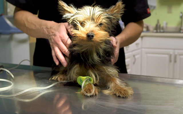 Как делать прививки собакам йоркам thumbnail