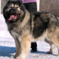 Кавказская овчарка - одна из самых больших собак в мире