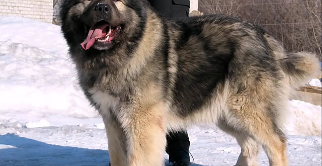 Кавказская овчарка - одна из самых больших собак в мире