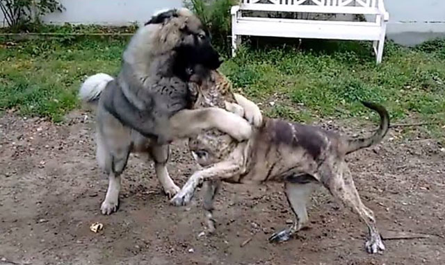 Кавказец дерется не хуже других бойцовских собак