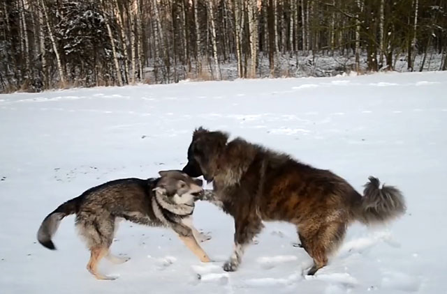 Собака борется с волком
