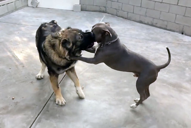 Бой двух бойцовских собак