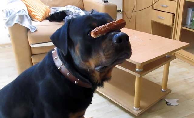 Послушная собака без разрешения еду не возьмет