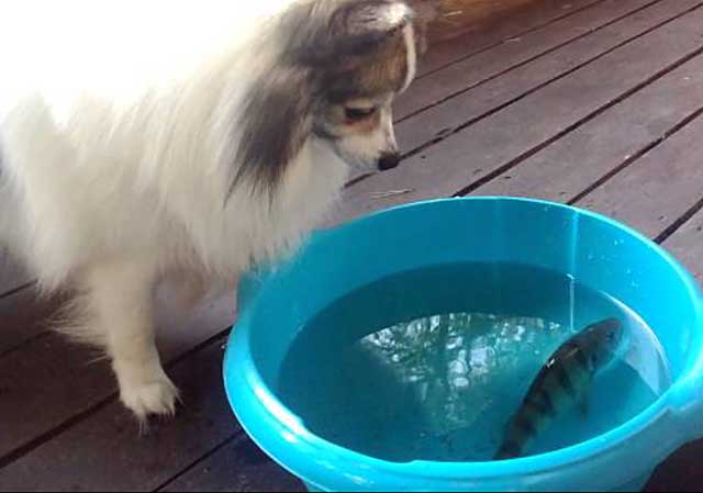 Собачка любит рыбку