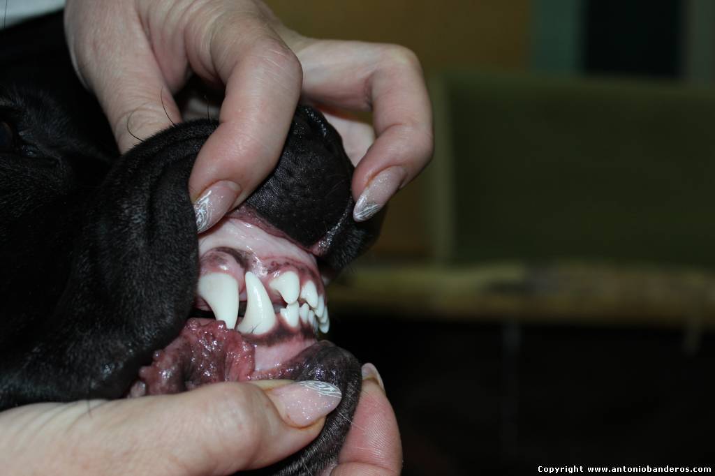 Зубы собаки 